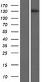 BRPF3 Protein - Western validation with an anti-DDK antibody * L: Control HEK293 lysate R: Over-expression lysate