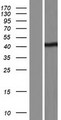 BSDC1 Protein - Western validation with an anti-DDK antibody * L: Control HEK293 lysate R: Over-expression lysate