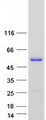 BSDC1 Protein - Purified recombinant protein BSDC1 was analyzed by SDS-PAGE gel and Coomassie Blue Staining