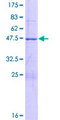 BSPRY Protein - 12.5% SDS-PAGE of human BSPRY stained with Coomassie Blue