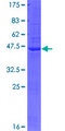 BTBD11 Protein - 12.5% SDS-PAGE of human BTBD11 stained with Coomassie Blue