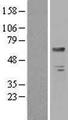 BTD / Biotinidase Protein - Western validation with an anti-DDK antibody * L: Control HEK293 lysate R: Over-expression lysate