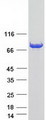 BTN3A3 Protein - Purified recombinant protein BTN3A3 was analyzed by SDS-PAGE gel and Coomassie Blue Staining