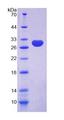 C/EBP Delta / CEBPD Protein - Recombinant CCAAT/Enhancer Binding Protein Delta By SDS-PAGE