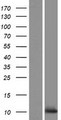 C10orf53 Protein - Western validation with an anti-DDK antibody * L: Control HEK293 lysate R: Over-expression lysate