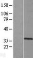 C10orf62 Protein - Western validation with an anti-DDK antibody * L: Control HEK293 lysate R: Over-expression lysate