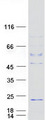 C10orf82 Protein - Purified recombinant protein C10orf82 was analyzed by SDS-PAGE gel and Coomassie Blue Staining