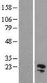 C11orf54 Protein - Western validation with an anti-DDK antibody * L: Control HEK293 lysate R: Over-expression lysate