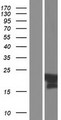 C11orf87 Protein - Western validation with an anti-DDK antibody * L: Control HEK293 lysate R: Over-expression lysate