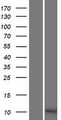 C11orf94 Protein - Western validation with an anti-DDK antibody * L: Control HEK293 lysate R: Over-expression lysate