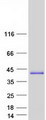 C12orf43 Protein - Purified recombinant protein C12orf43 was analyzed by SDS-PAGE gel and Coomassie Blue Staining