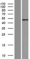 C12orf56 Protein - Western validation with an anti-DDK antibody * L: Control HEK293 lysate R: Over-expression lysate