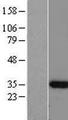 C12orf60 Protein - Western validation with an anti-DDK antibody * L: Control HEK293 lysate R: Over-expression lysate
