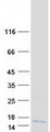 C12orf73 Protein - Purified recombinant protein C12orf73 was analyzed by SDS-PAGE gel and Coomassie Blue Staining