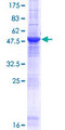 C13orf39 Protein - 12.5% SDS-PAGE of human C13orf39 stained with Coomassie Blue