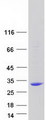 C13orf39 Protein - Purified recombinant protein METTL21C was analyzed by SDS-PAGE gel and Coomassie Blue Staining