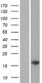 C14orf181 Protein - Western validation with an anti-DDK antibody * L: Control HEK293 lysate R: Over-expression lysate