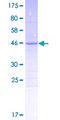 C14orf181 Protein