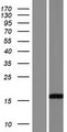 C14orf184 Protein - Western validation with an anti-DDK antibody * L: Control HEK293 lysate R: Over-expression lysate