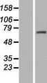 C14orf39 Protein - Western validation with an anti-DDK antibody * L: Control HEK293 lysate R: Over-expression lysate