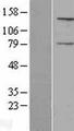 C15orf2 Protein - Western validation with an anti-DDK antibody * L: Control HEK293 lysate R: Over-expression lysate