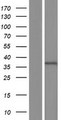 C15orf26 Protein - Western validation with an anti-DDK antibody * L: Control HEK293 lysate R: Over-expression lysate