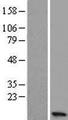C15orf48 / NMES1 Protein - Western validation with an anti-DDK antibody * L: Control HEK293 lysate R: Over-expression lysate