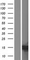 C15orf65 Protein - Western validation with an anti-DDK antibody * L: Control HEK293 lysate R: Over-expression lysate