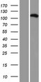 C16orf62 Protein - Western validation with an anti-DDK antibody * L: Control HEK293 lysate R: Over-expression lysate