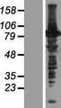C16orf71 Protein - Western validation with an anti-DDK antibody * L: Control HEK293 lysate R: Over-expression lysate