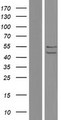 C16orf73 Protein - Western validation with an anti-DDK antibody * L: Control HEK293 lysate R: Over-expression lysate
