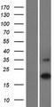 C16orf90 Protein - Western validation with an anti-DDK antibody * L: Control HEK293 lysate R: Over-expression lysate