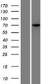 C17orf53 Protein - Western validation with an anti-DDK antibody * L: Control HEK293 lysate R: Over-expression lysate