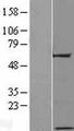 C17orf64 Protein - Western validation with an anti-DDK antibody * L: Control HEK293 lysate R: Over-expression lysate