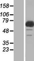 C17orf70 Protein - Western validation with an anti-DDK antibody * L: Control HEK293 lysate R: Over-expression lysate