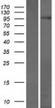 C17orf71 Protein - Western validation with an anti-DDK antibody * L: Control HEK293 lysate R: Over-expression lysate