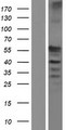 C17orf74 Protein - Western validation with an anti-DDK antibody * L: Control HEK293 lysate R: Over-expression lysate