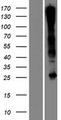 C17orf77 Protein - Western validation with an anti-DDK antibody * L: Control HEK293 lysate R: Over-expression lysate