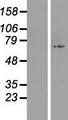 C17orf80 Protein - Western validation with an anti-DDK antibody * L: Control HEK293 lysate R: Over-expression lysate
