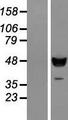 C18orf25 / ARKL1 Protein - Western validation with an anti-DDK antibody * L: Control HEK293 lysate R: Over-expression lysate