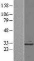 C19orf22 Protein - Western validation with an anti-DDK antibody * L: Control HEK293 lysate R: Over-expression lysate