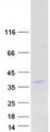 C19orf22 Protein - Purified recombinant protein R3HDM4 was analyzed by SDS-PAGE gel and Coomassie Blue Staining