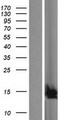 C19orf25 Protein - Western validation with an anti-DDK antibody * L: Control HEK293 lysate R: Over-expression lysate