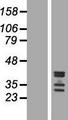 C19orf47 Protein - Western validation with an anti-DDK antibody * L: Control HEK293 lysate R: Over-expression lysate