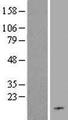 C19orf48 Protein - Western validation with an anti-DDK antibody * L: Control HEK293 lysate R: Over-expression lysate