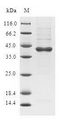 C19orf48 Protein - (Tris-Glycine gel) Discontinuous SDS-PAGE (reduced) with 5% enrichment gel and 15% separation gel.