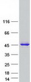 C19orf54 Protein - Purified recombinant protein C19orf54 was analyzed by SDS-PAGE gel and Coomassie Blue Staining