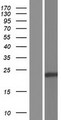 C19orf60 Protein - Western validation with an anti-DDK antibody * L: Control HEK293 lysate R: Over-expression lysate