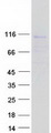 C1orf127 Protein - Purified recombinant protein C1orf127 was analyzed by SDS-PAGE gel and Coomassie Blue Staining