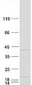 C1orf131 Protein - Purified recombinant protein C1orf131 was analyzed by SDS-PAGE gel and Coomassie Blue Staining
